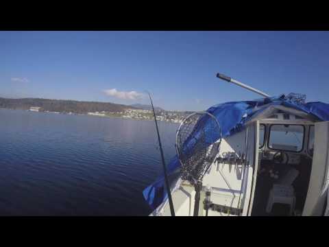 Hechtlis im Zürichsee