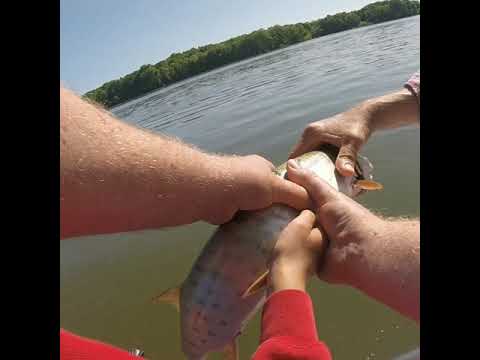 Musky fishing West Branch in Ravenna Ohio