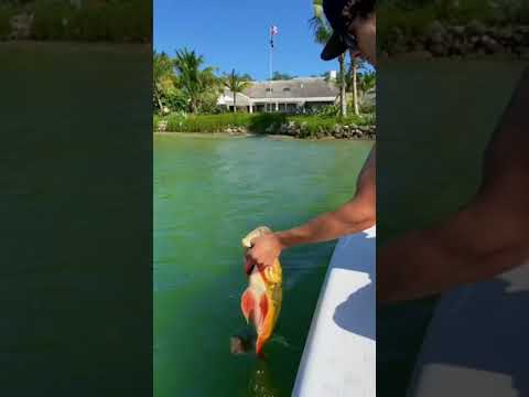 Catching The Peacock Bass Record!