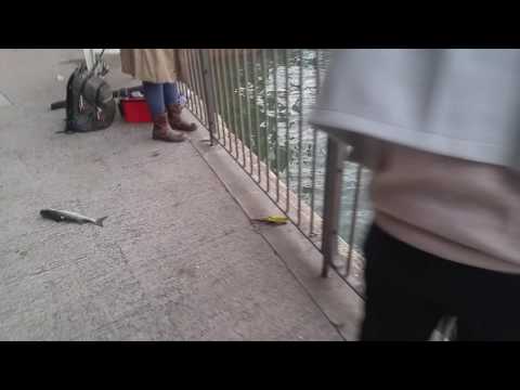 HK Fishing #2