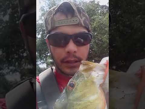 Fishingwitheric671 caught a peacock bass using soft plastic worm 🐛