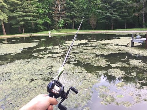 Bass Fishing Algae Covered Pond