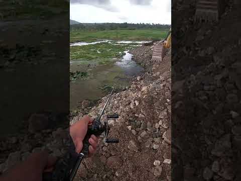 Im back… lake mainit - snakehead fishing #snakeheadfishing #bestlures #heavycover