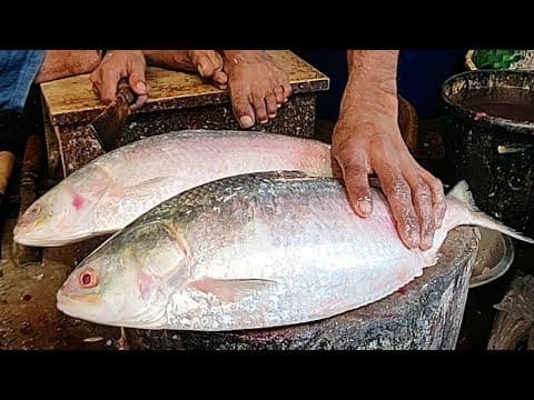Fisherman Cutting &amp; Filleting Alive Biggest Grouper Lutjanus Rivulatus, Star Snapper Hong Kong