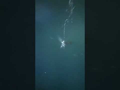 Hong Kong squid fishing at ferry pier