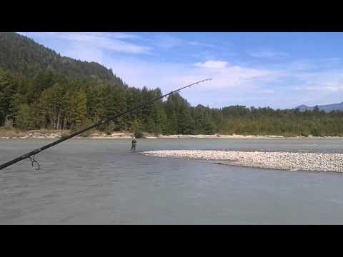 Black Bear at the Squamish - Fishing for PINK SALMON