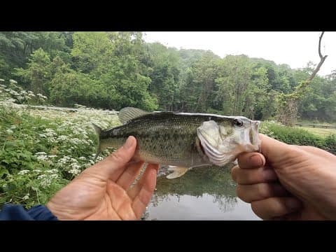 Fishing the Sawmill River - Westchester County, NY - Are there fish?