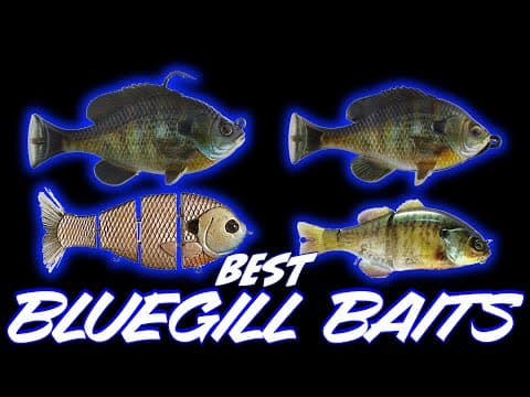 Bass Eat Bluegill! Top Bluegill Swimbaits For Spring Bass Fishing