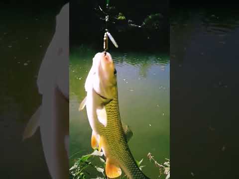 #Fish vs #Silver#Spinner#Spinning#Leuciscus#Cephalus