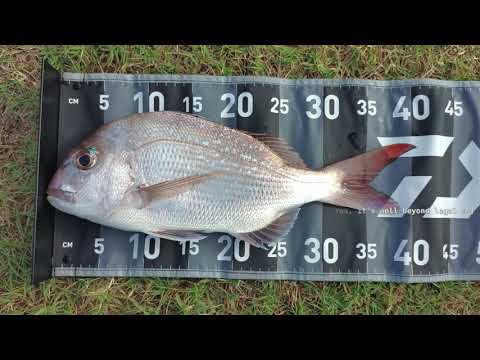 First Snapper on the Arrowz Light &amp; Daiwa KIX LT Combo