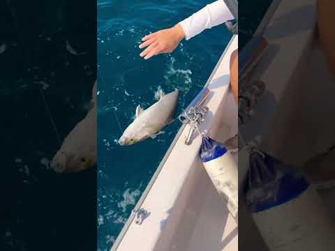 Witness Epic handling of Dubai Amberjack #fishing #dubai #abudhabi #bigfish #muscat #egypt #trolling