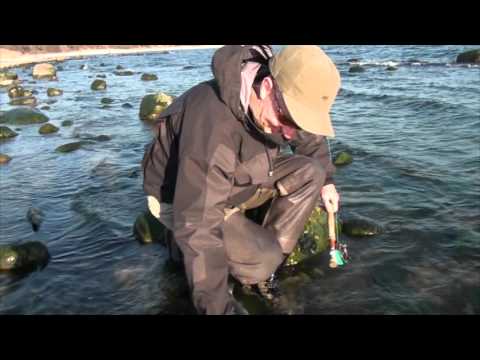 Seatrout in Bornholm