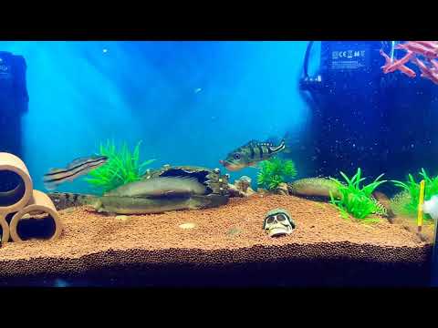Peacock bass feeding on snakehead frys..feeding times