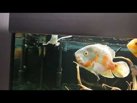 Oscar fish eating mouse