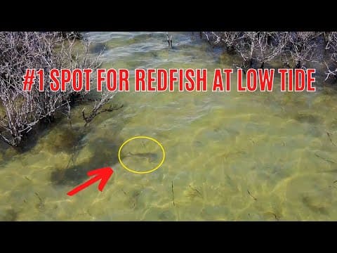 #1 Spot To Quickly Find Redfish At Low Tide