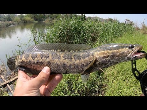 Snakehead fishing on Topwater! | Snakehead Fishing in Hong Kong #4