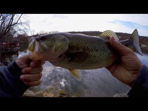 Sight Fishing Pre-Spawn Bass! (Flipping the Googan Baits Bandito Bug)
