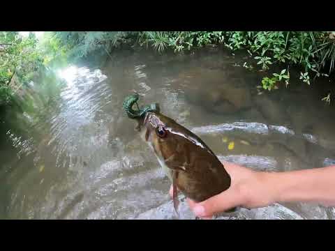 Ultra Light Bass Fishing in Hawaii Streams- Smallmouth Bass