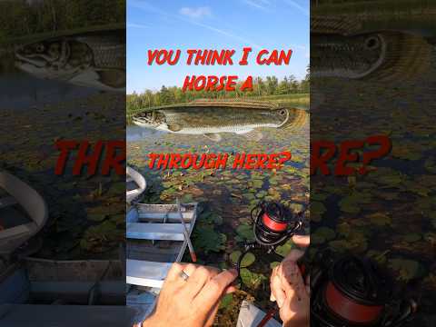 Cutbait Bowfin (dogfish)