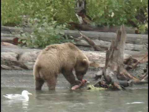 Trout and salmon wrangling in Alaska