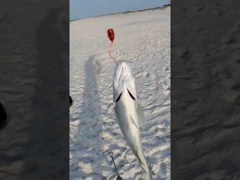 Blue Runner #surf fishing #fish #fishing #youtube #newvideo #florida