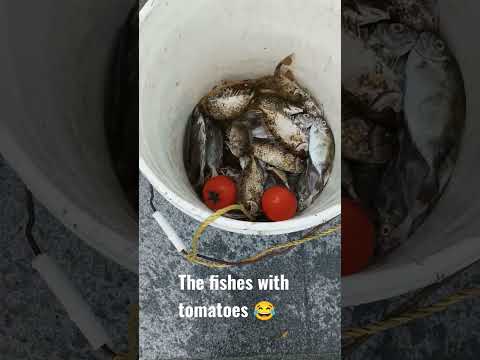Fishersmen fish #hongkong #ofw #shortsvideo #shortvideo #seaside #viral #shorts #fish #fishing