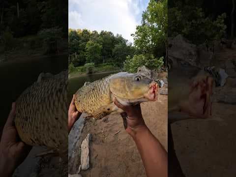 How to Catch GIANT Carp…. with Red40