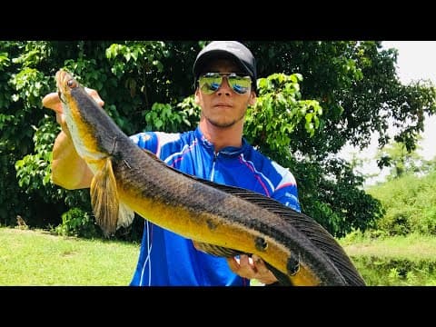 Where to catch snakeheads 101