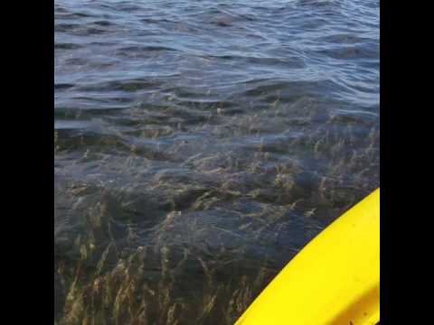 Seagrass, Boca Ciega Bay, Florida