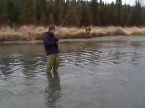 kenai Rainbow