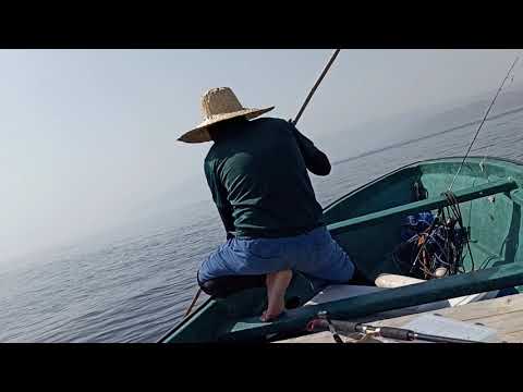2nd catch dorado/mahe2x around 20kg more than trolling fishing in oman Muscat... good fight
