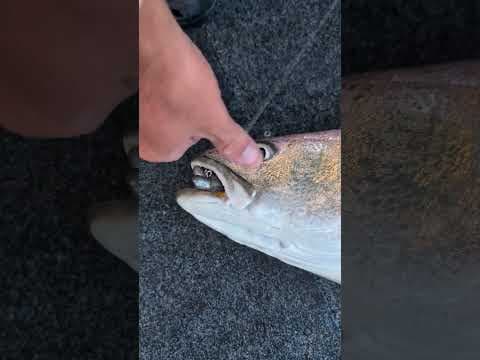 Mulloway caught by 2 people at the same time