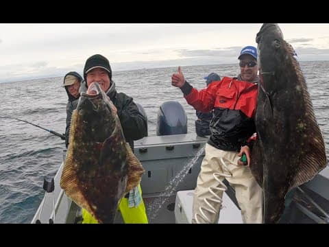 162lbs of Westport Halibut on Opening Day. We Like Big Butts &amp; We Cannot Lie. How To Catch &amp; Fillet.