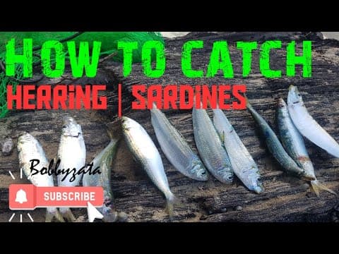 Herring fishing | How to catch herring with sabiki rigs | how to catch herring for live bait