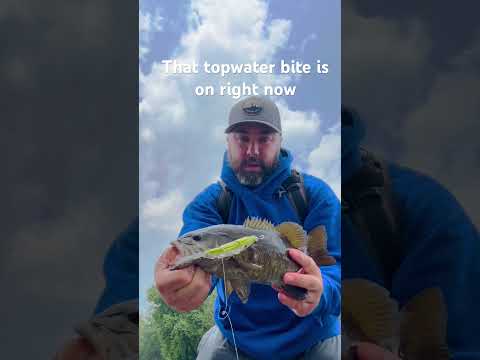 Top water Smallmouth on the Delaware River #fishing #delawareriver #bassfishing #smallmouth #nature