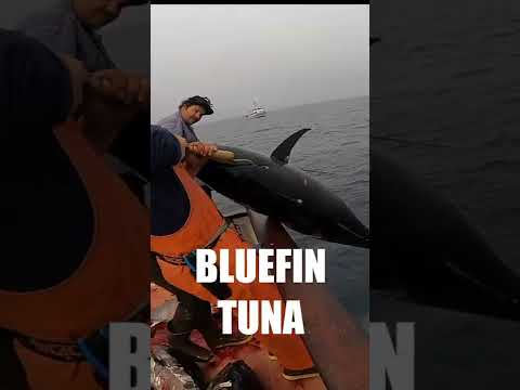 We caught and ate this BLUEFIN TUNA