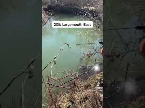 Largemouth Bass (20lb)