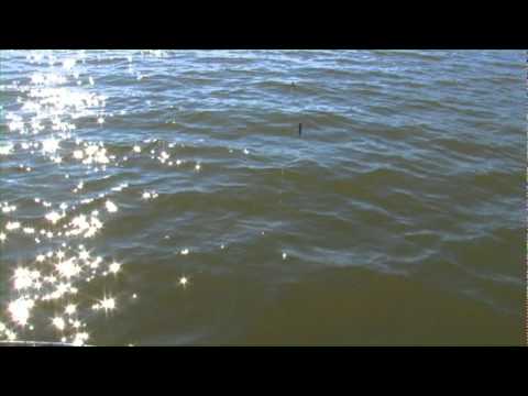 Leslie Wake Fishing Lakes Norfork and Bull Shoals/walleye,bass,striper