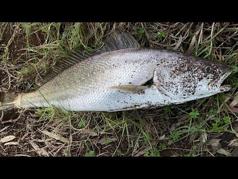 Hunting for huge Mulloway Jew part5 80cm landed day light at burnley Richmond Melbourne Yarra river