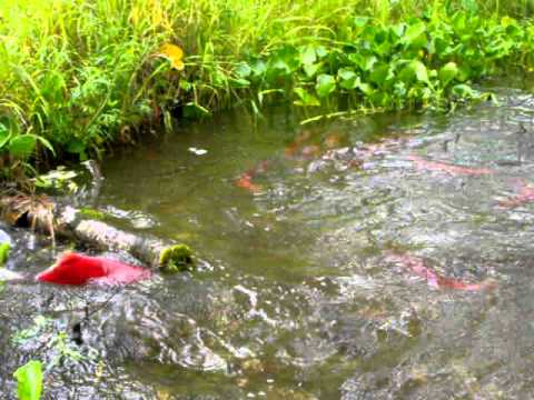 Salmon Fishing With A Camera2