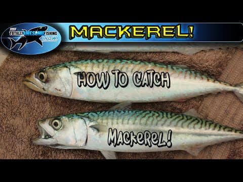 How to catch Mackerel | TAFishing