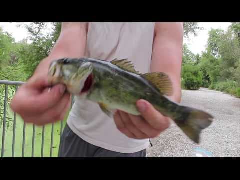 Catching Bass in Mossy Water