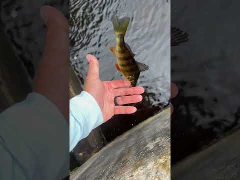 Easiest way to catch a Yellow Perch