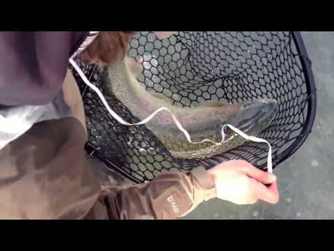 Alaska Fly Fishing 32&quot; HD Version 32&quot; Kenai River Rainbow Trout Soldotna, cooper landing,sterling