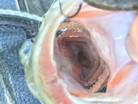 Ned rig CRUSHING Lake Martin spotted bass