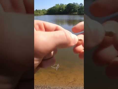 How to catch Bluegill