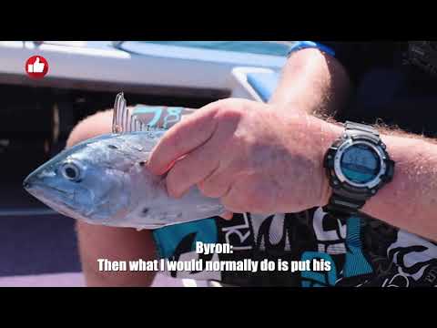 Go Fish Top Tip- Byrons Bonnie Toothpick tip