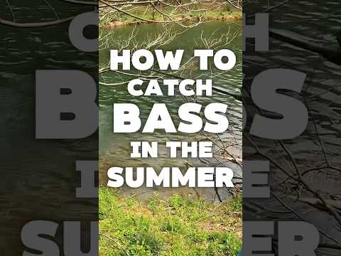 How to Catch More Bass in Summer (Tips + Techniques)
