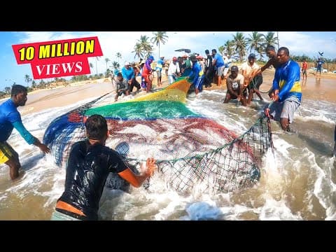 Unbelievable 2000Kg Queen fishes Caught In Seine Net | You Won't Believe How We Caught This