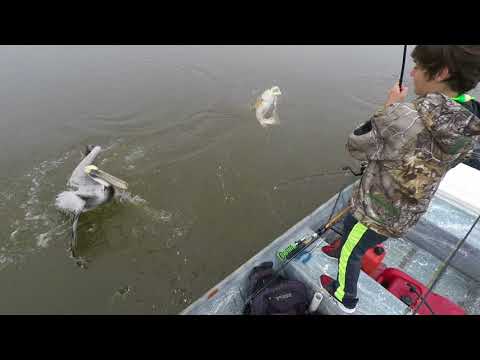 3 man limit of catching redfish in Mrytle Grove Louisiana